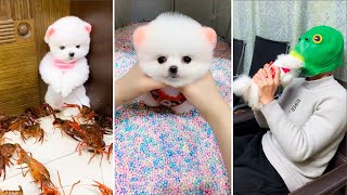 Cute Pomeranian Puppies Doing Funny Things #4 | Cute and Funny Dogs 2024 | VN Pets