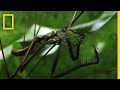 Night Search for Whip Spiders | Explorers In The Field