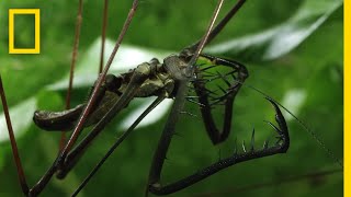 Night Search for Whip Spiders | Explorers In The Field