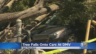 Tree Falls On Two Cars Parked At San Francisco DMV Office