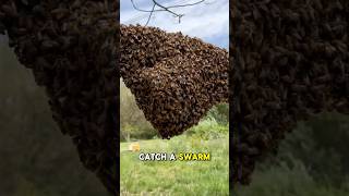 Pill Bottle Swarm Trap? Does This Actually Work?