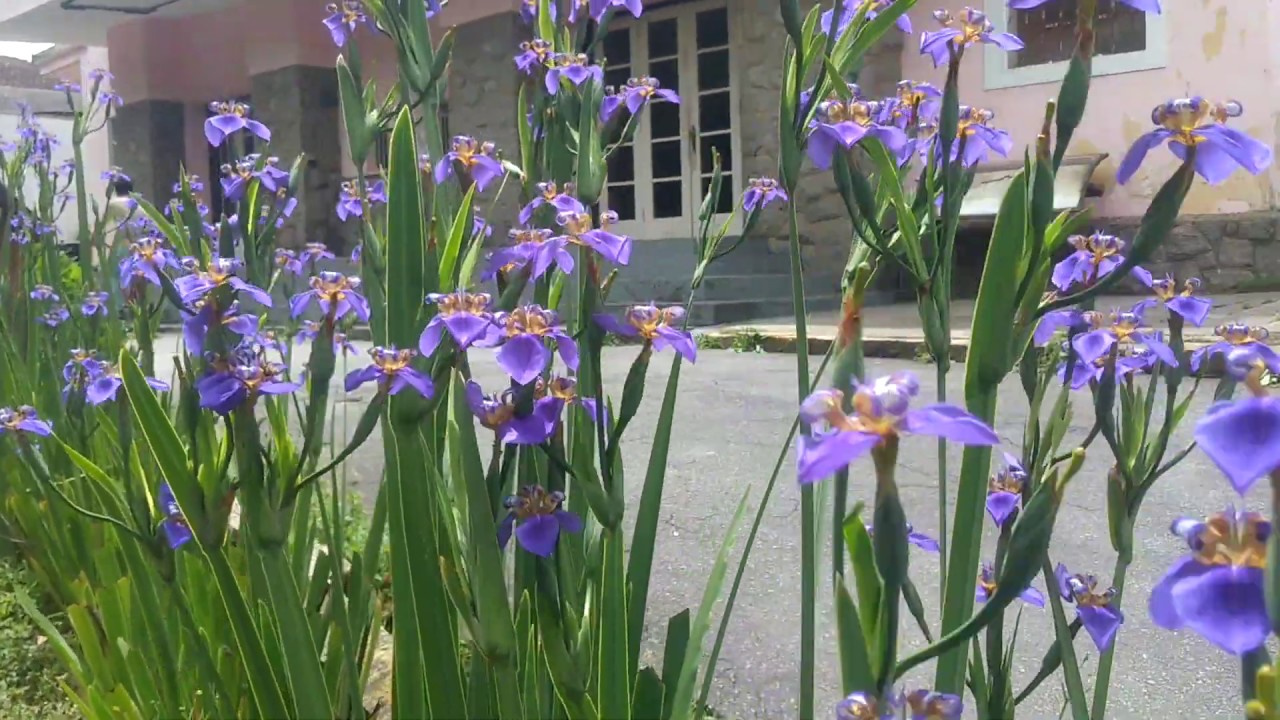 ÍRIS AZUL QUE MUITAS PESSOAS CONFUNDEM COM ORQUÍDEA MAS NÃO É - thptnganamst.edu.vn