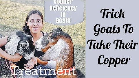 Signs Your Goats Are Copper Deficient & Treatment || Vlogus Day 27