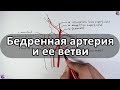 Бедренная артерия и ее ветви - meduniver.com