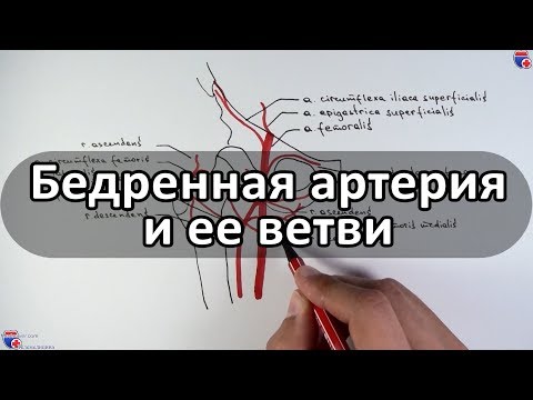 Бедренная артерия и ее ветви - meduniver.com
