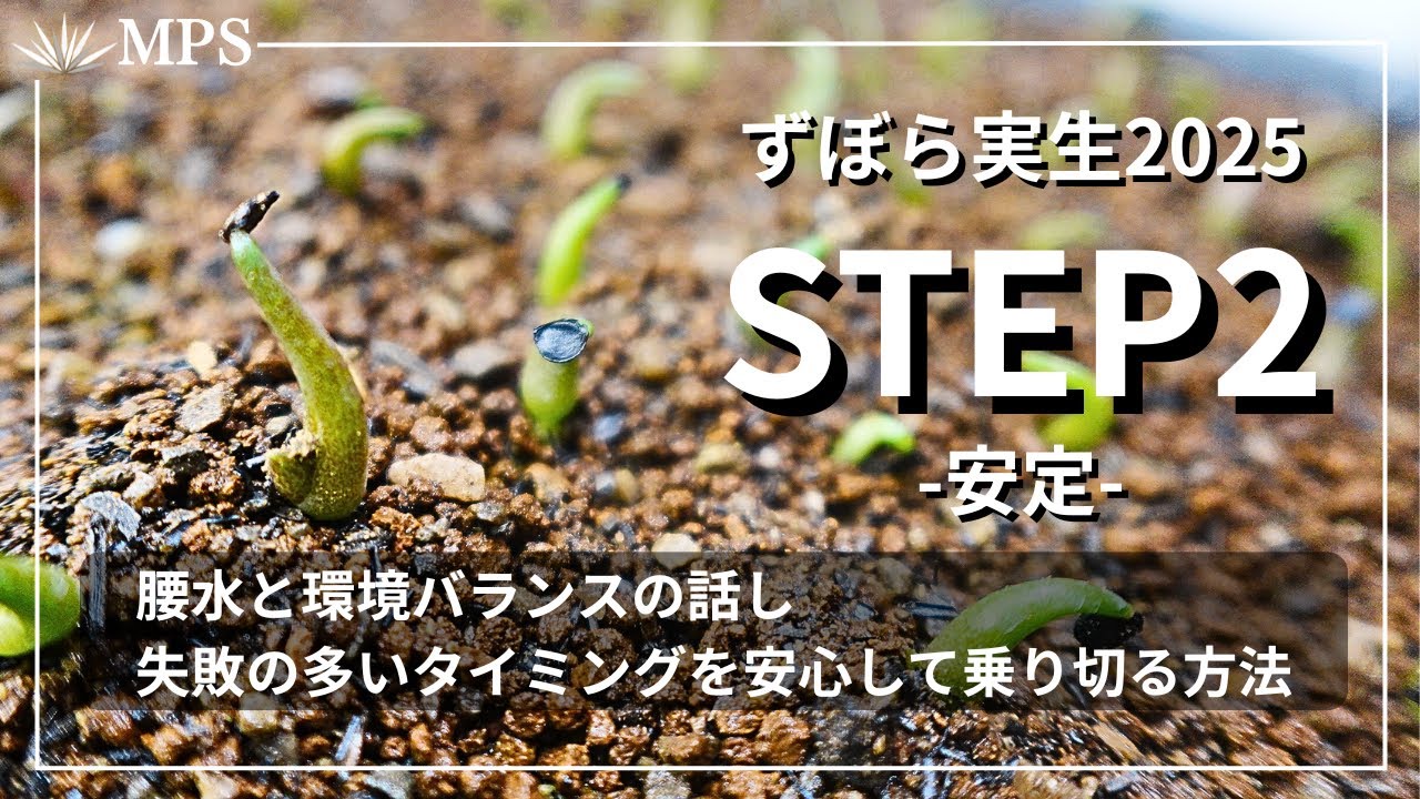 【アガベ実生】保存版｜失敗の多いタイミングを安心して育てる方法。腰水や育成環境の話し