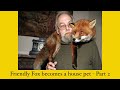 Friendly Fox becomes a house pet - Part 2