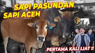 Download Lagu PART 5 | PERTAMA KALI KETEMU SAPI ACEH DAN SAPI PASUNDAN !!! MP3 Download Lagu PART 5 | PERTAMA KALI KETEMU SAPI ACEH DAN SAPI PASUNDAN !!! MP3