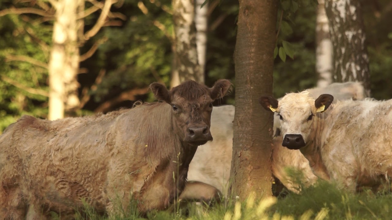 Ekstensywna ekologiczna hodowla bydła rasy Galloway