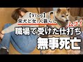 柴犬も泣いた…悲惨すぎる職場でのありえない仕打ち【女一人飲み】