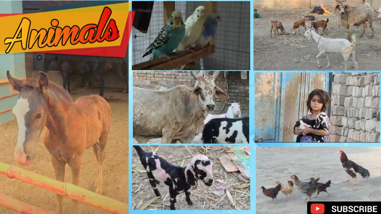 Village Animals | Animal Videos | Baby Animals | پیارے جانور | Village Life | Lovleena Fairy