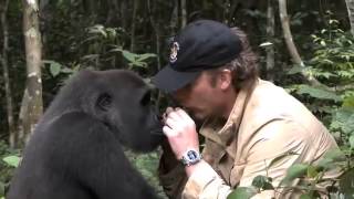 EMOTION : Un gorille retrouve l'homme qui l'a élevé 5 ans plus tard