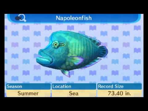 Animal Crossing New Leaf 100 Fish Encyclopedia Complete Youtube