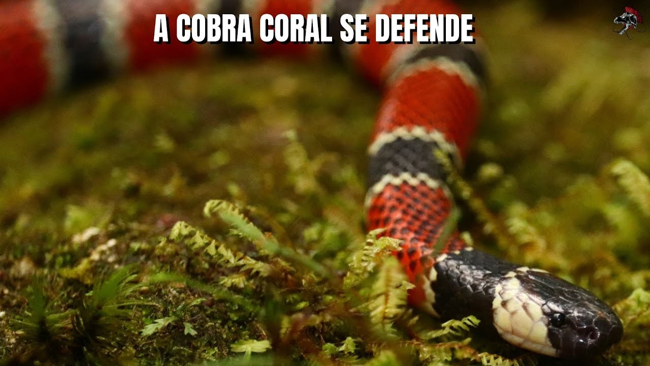 A Cobra Coral se defende | Biólogo Henrique o Biólogo das Cobras