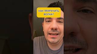 Как приручить волка? Помогите))