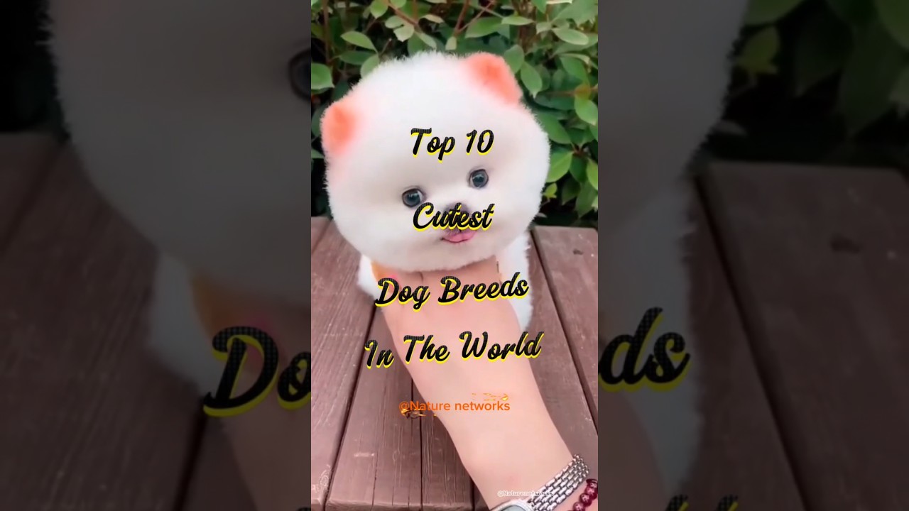 Top 10 Cutest dog breeds in the world. 