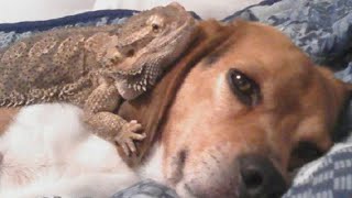 Lizard And Dog Best Friends