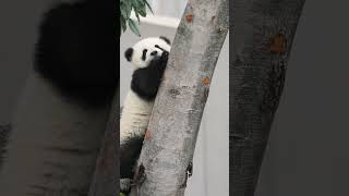 🐼加油！你一定能爬上这棵树的！#Animal 【跟着图尔去旅行】