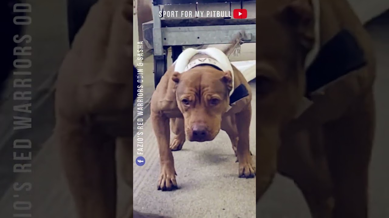 SASHA - Championne de Belgique WEIGHT PULL / Explications BONUS