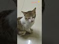 ye kya bol diya ?🤔#cat ##cute #funny #status