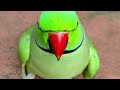 Beautiful talking parrot 🦜🦜🦜 calling mummy 💝#parrot #talkingparot #mummapapalove