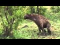 Hyena Under Attack  December 15,  2015