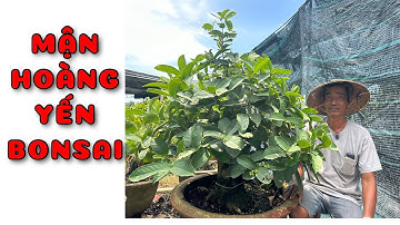 Cây Mận hoàng Yến  | 0386569374 - Ngọc Ngân Bến Tre | Chuyên cây độc lạ