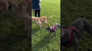 Lunch Time Play With The Pals