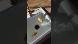 Bad day? Just watch this #ducks #ducklings #kitchen #sink #swimming