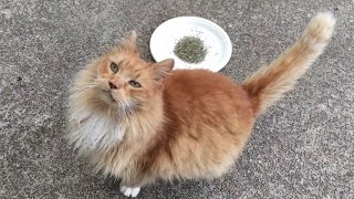 M3FC 0082 Watch what happens when we give Leo the feral cat some fresh catnip