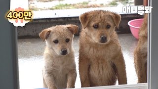 Dogs Keep Coming Back Even After Being Kicked Out, But They're CUTE