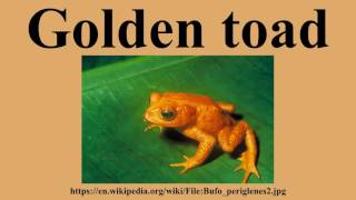Golden toad