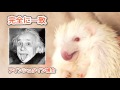 閲覧注意!!ハリネズミの針が手に刺さる瞬間!!Browsing attention!! 《 Hedgehog diary やすじろうの日常#128 》