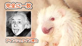 閲覧注意!!ハリネズミの針が手に刺さる瞬間!!Browsing attention!! 《 Hedgehog diary やすじろうの日常#128 》