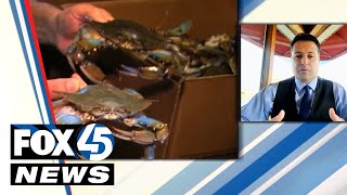 "Double the price." Cost of Crabs Affecting Maryland Restaurants screenshot 5