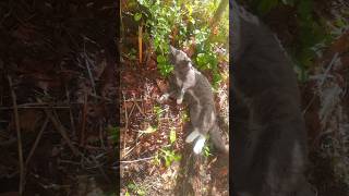 КОтяча м'ята #cat  #nepeta #funny