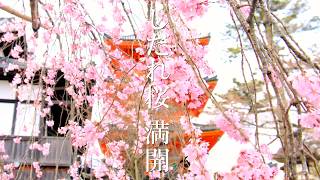 京都しだれ桜の名所を巡る旅：祇園白川｜八坂神社｜円山公園｜京都府庁旧本館｜八坂の塔｜清水寺｜