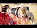 Canon 600mm f/4 IS: BEST Lens for WILDLIFE Photography?
