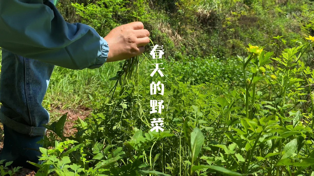 春天各种野菜吃不完，蕨菜、野芹菜、鸭脚板太多了，采到过瘾