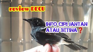 review ciri jantan burung decu