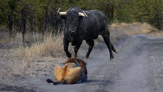 Top 8 Pertarungan Musuh Bebuyutan Singa Vs Bantengkerbau Afrika