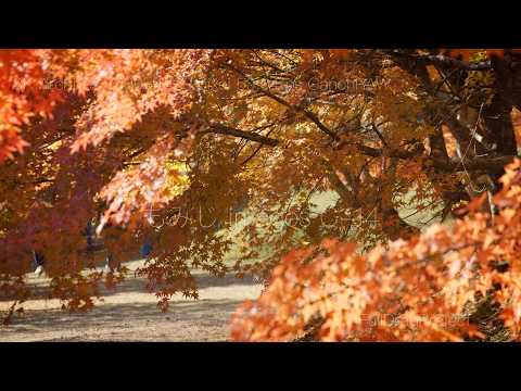 もみじ images C 14 - YouTube