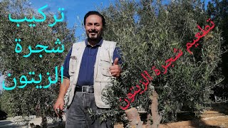 تركيب  تطعيم شجرة الزيتون  Olive tree grafting  @SalihNawman