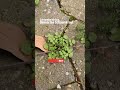 Drei etwas andere Vorboten des Frühlings