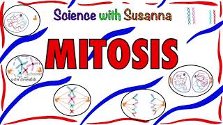 Mitosis