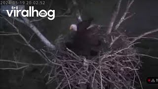 Live Cam Catches Bald Eagle Weathering 80 Mph Winds || Viralhog