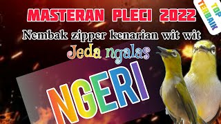 Masteran pleci 2022 ngeri