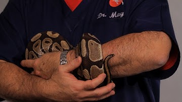How to Hold & Handle a Snake | Pet Snakes