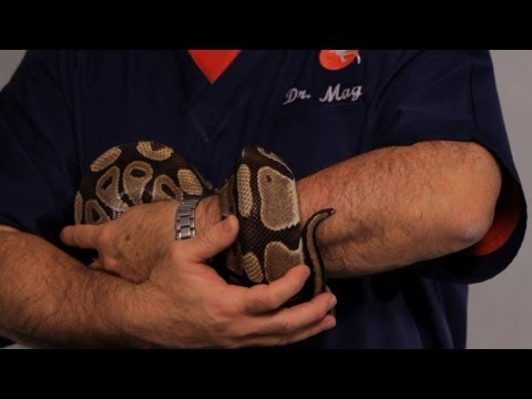 How to Hold & Handle a Snake | Pet Snakes