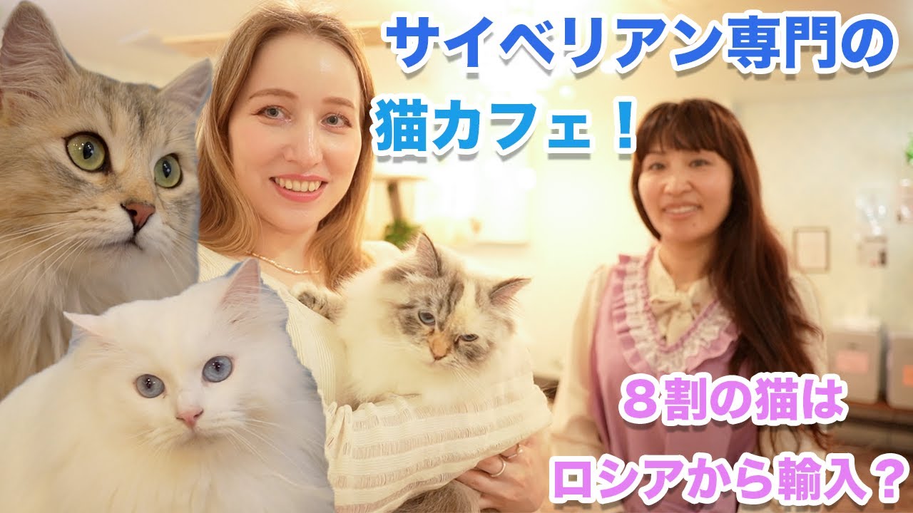 【癒し】サイベリアン専門の猫カフェへ！８割の猫はロシアから輸入？サイベリアンの魅力について聞いてみた！